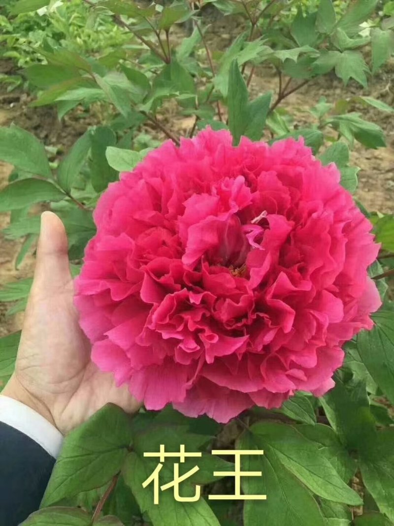 观赏牡丹优惠活动开始了，详情进店了解