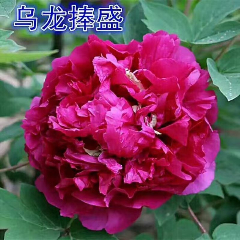观赏牡丹优惠活动开始了，详情进店了解
