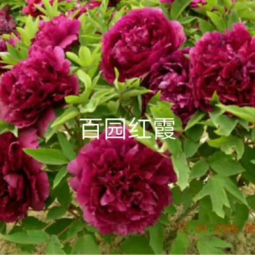 观赏牡丹优惠活动开始了，详情进店了解