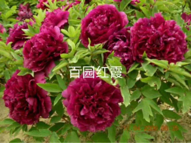 观赏牡丹优惠活动开始了，详情进店了解