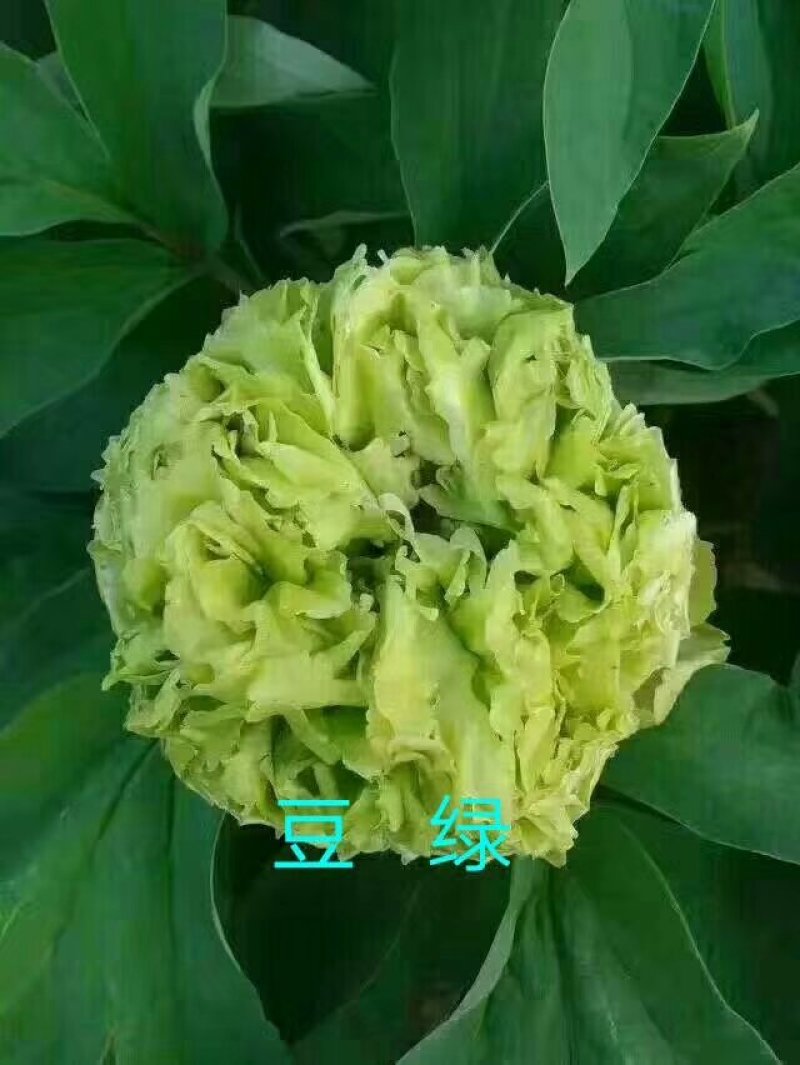 观赏牡丹优惠活动开始了，详情进店了解