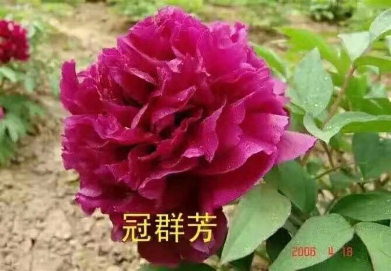 观赏牡丹优惠活动开始了，详情进店了解