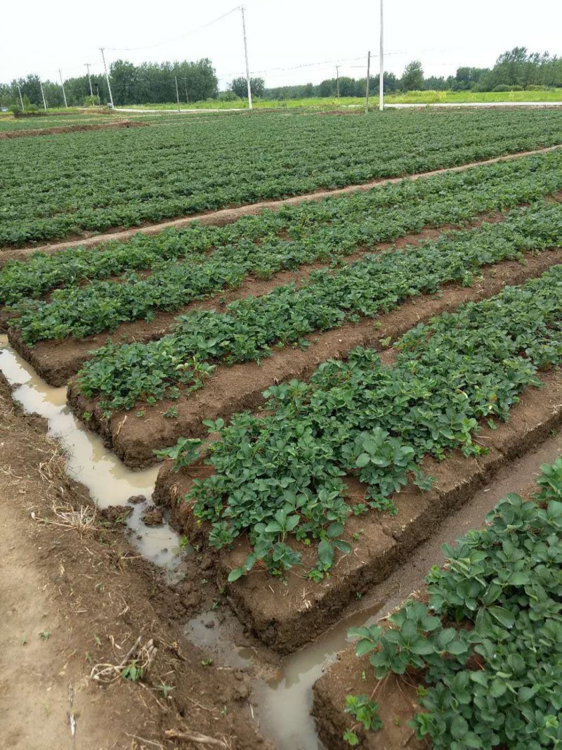 【爆品】2代香蕉草莓苗划草莓新时代来临一代脱毒包邮