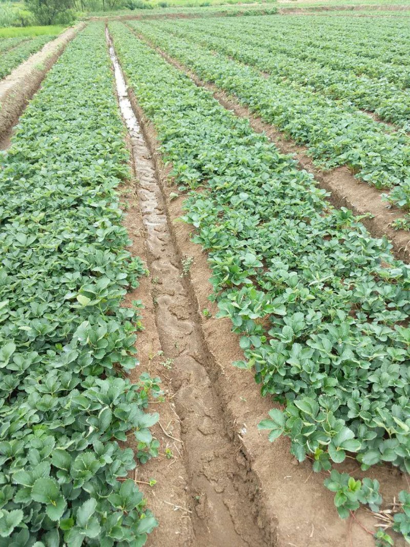 【爆品】2代香蕉草莓苗划草莓新时代来临一代脱毒包邮