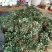 【爆品】2代香蕉草莓苗划草莓新时代来临一代脱毒包邮