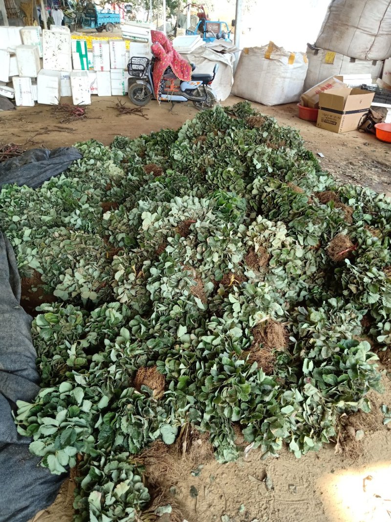 【爆品】2代香蕉草莓苗划草莓新时代来临一代脱毒包邮