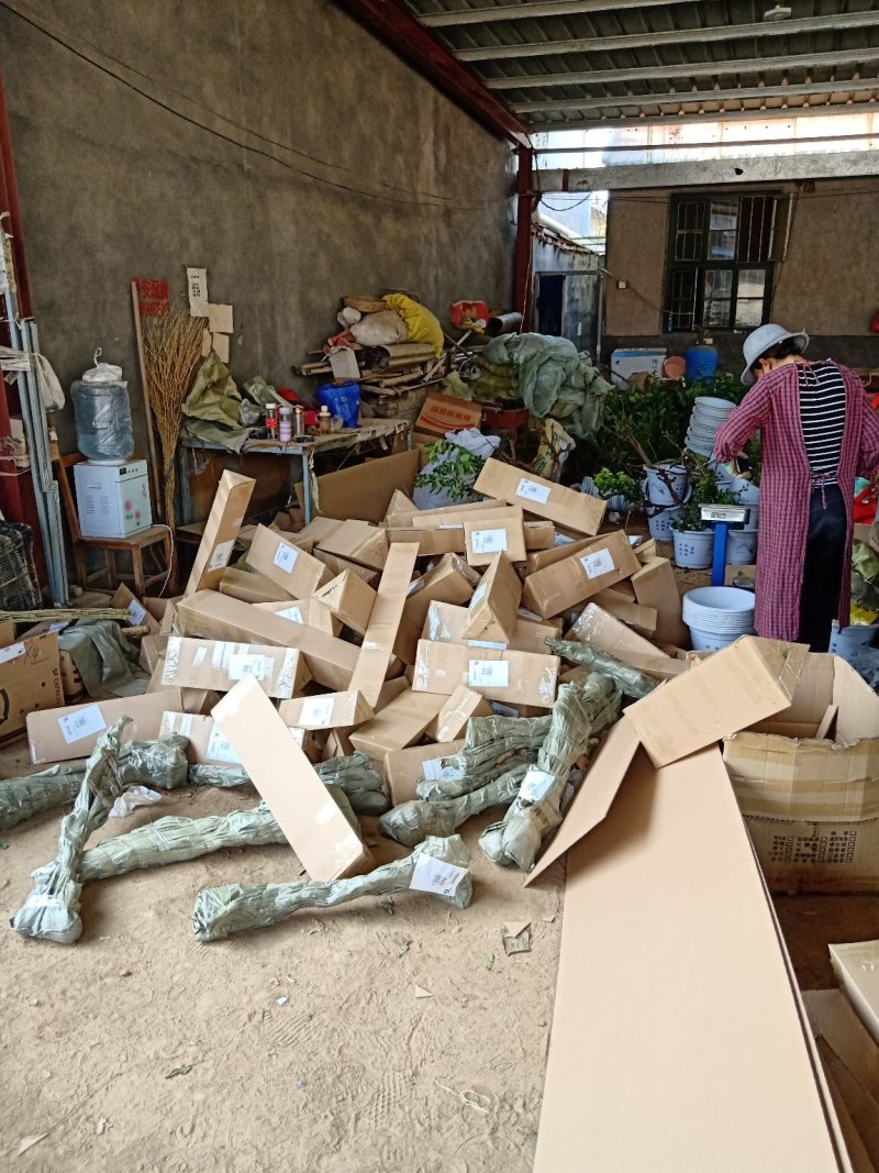 【爆品】2代香蕉草莓苗划草莓新时代来临一代脱毒包邮