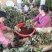 【爆品】2代香蕉草莓苗划草莓新时代来临一代脱毒包邮