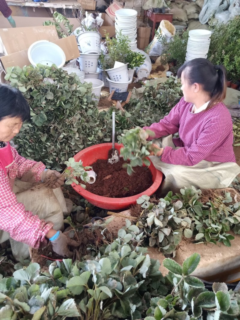【爆品】2代香蕉草莓苗划草莓新时代来临一代脱毒包邮