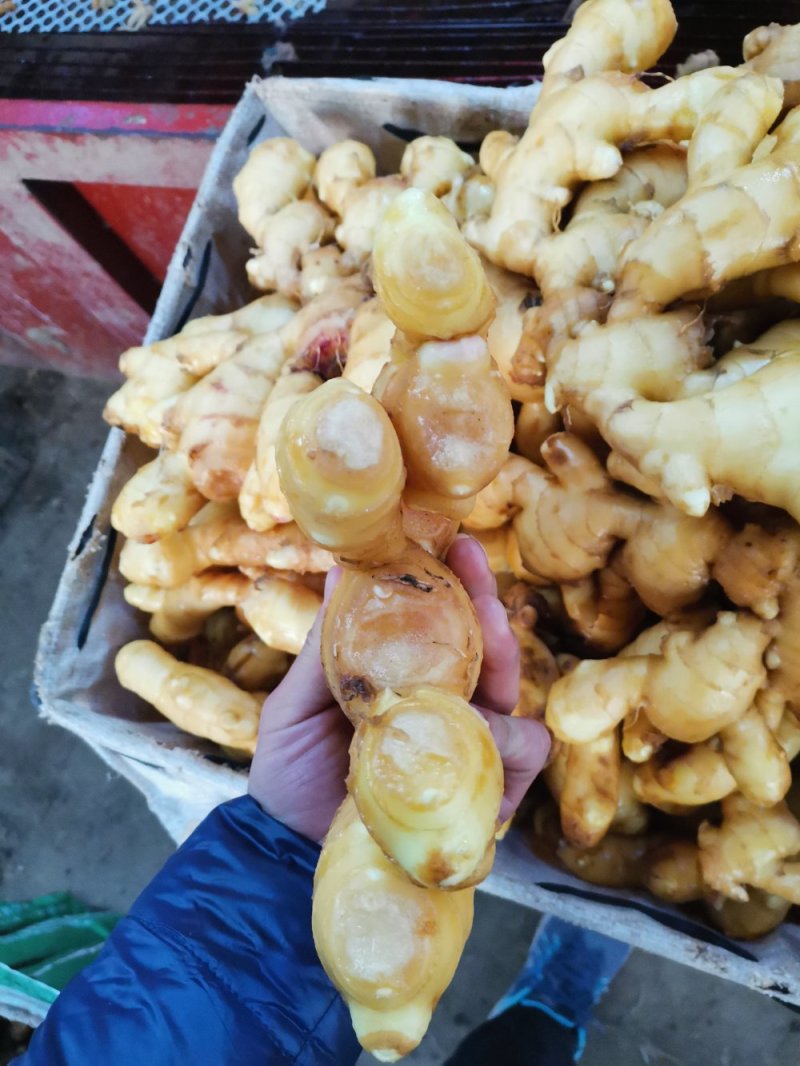 安丘精品大姜大量供应，适合各大市场需求，欢迎采购