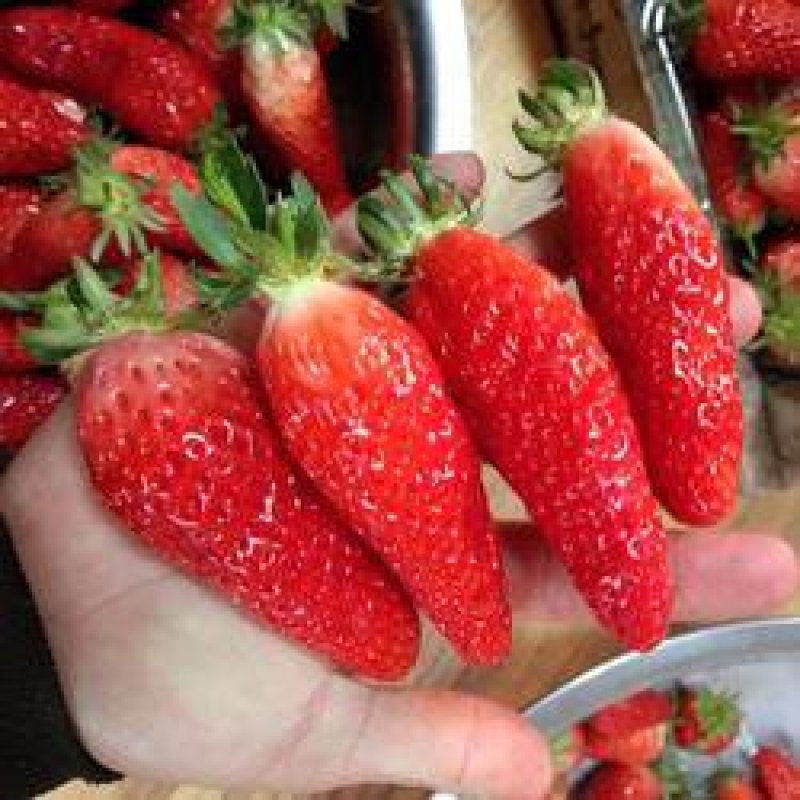 【爆品】2代香蕉草莓苗划草莓新时代来临一代脱毒包邮