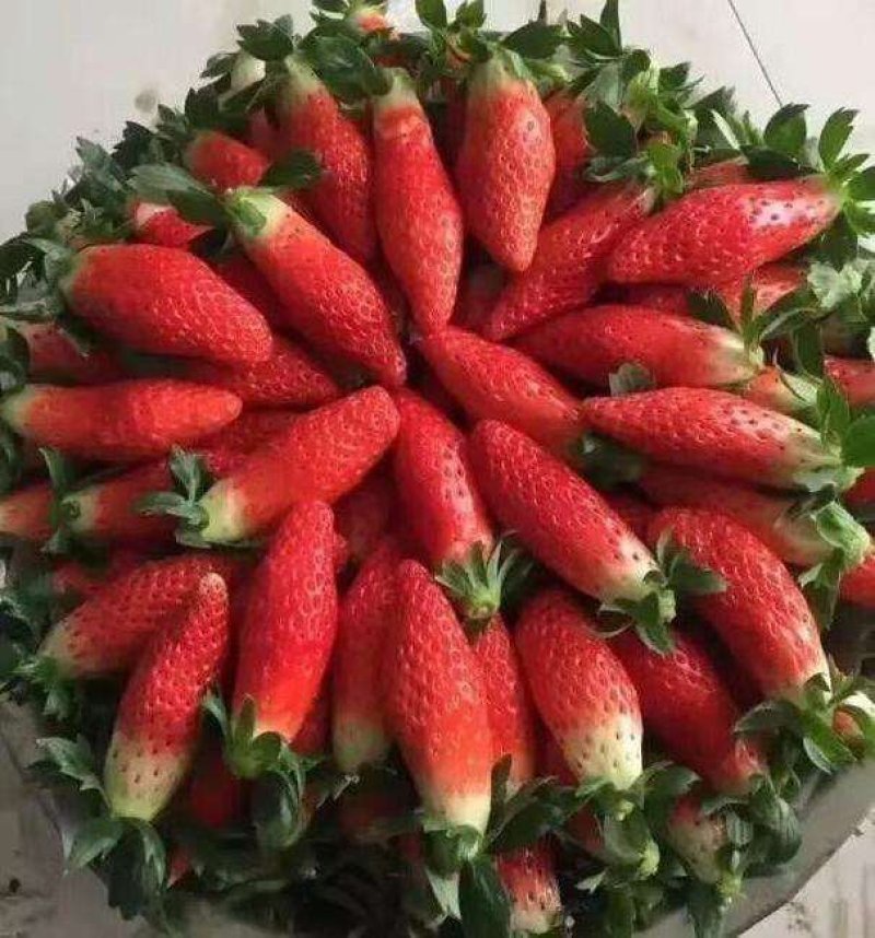 【爆品】2代香蕉草莓苗划草莓新时代来临一代脱毒包邮