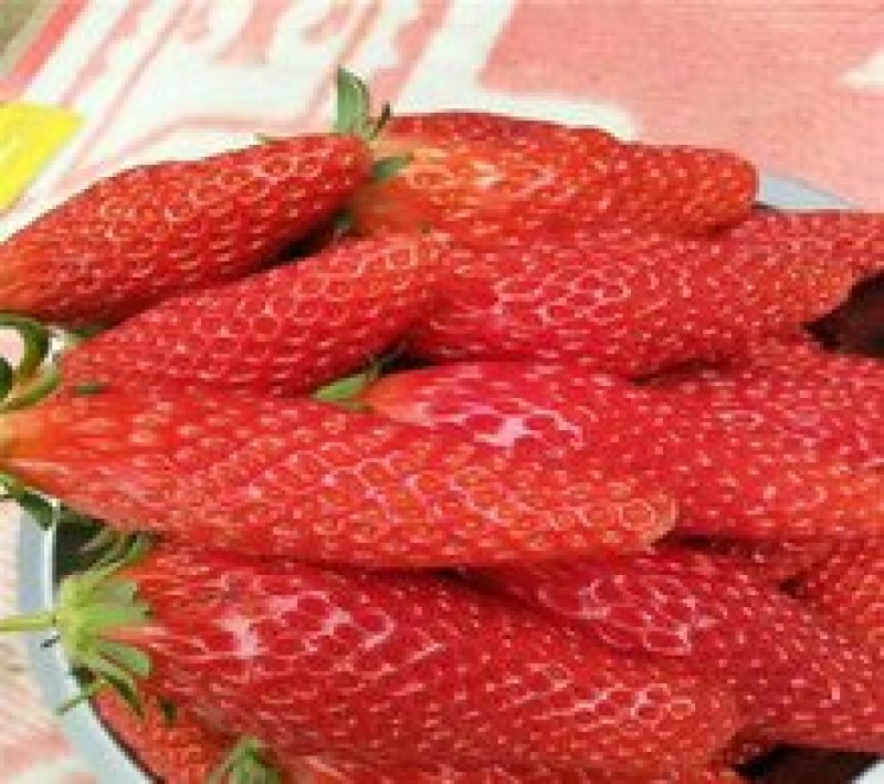 【爆品】2代香蕉草莓苗划草莓新时代来临一代脱毒包邮