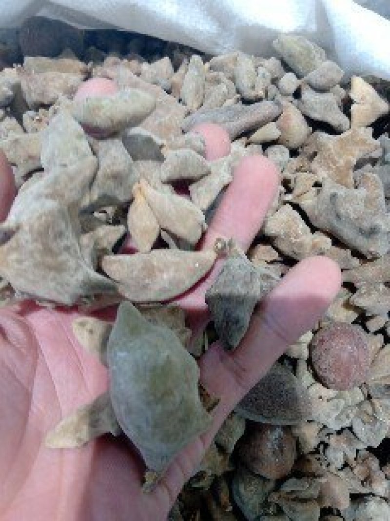 五倍子五贝子花贝独角质量保证批发零售各种中药材