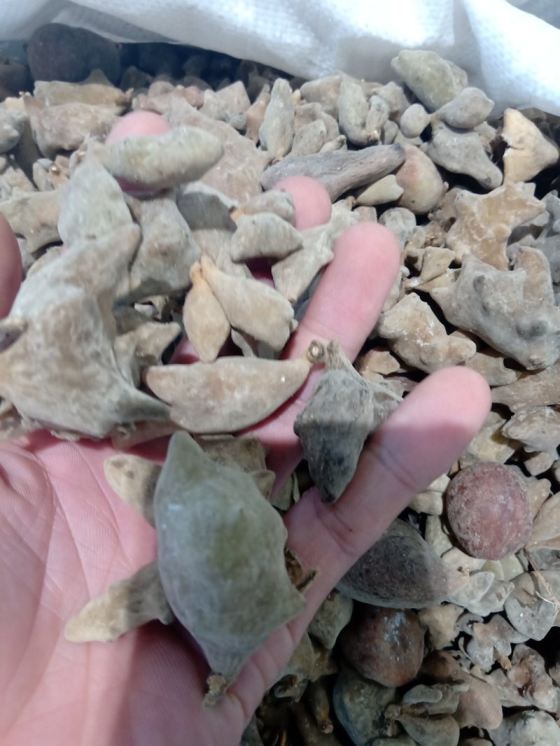 五倍子五贝子花贝独角质量保证批发零售各种中药材