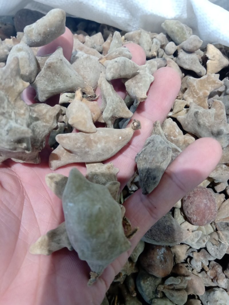 五倍子五贝子花贝独角质量保证批发零售各种中药材