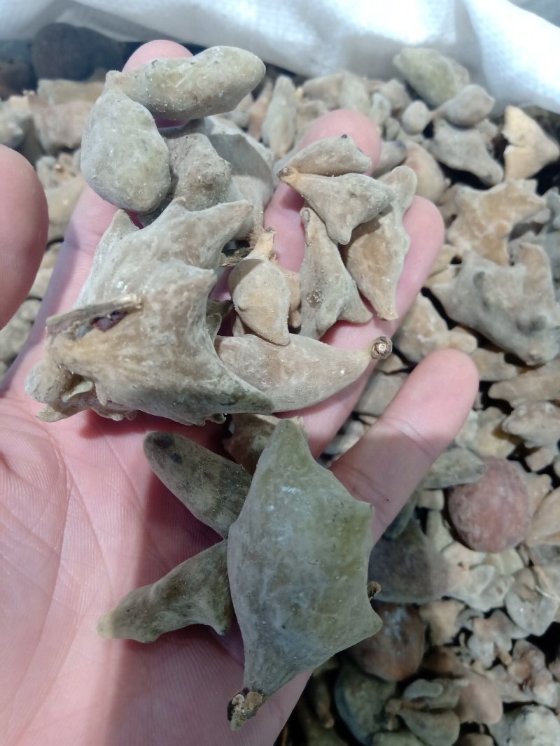 五倍子五贝子花贝独角质量保证批发零售各种中药材