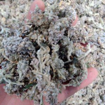 密蒙花1公斤起批不包邮量大电议欢迎咨询各种中药材