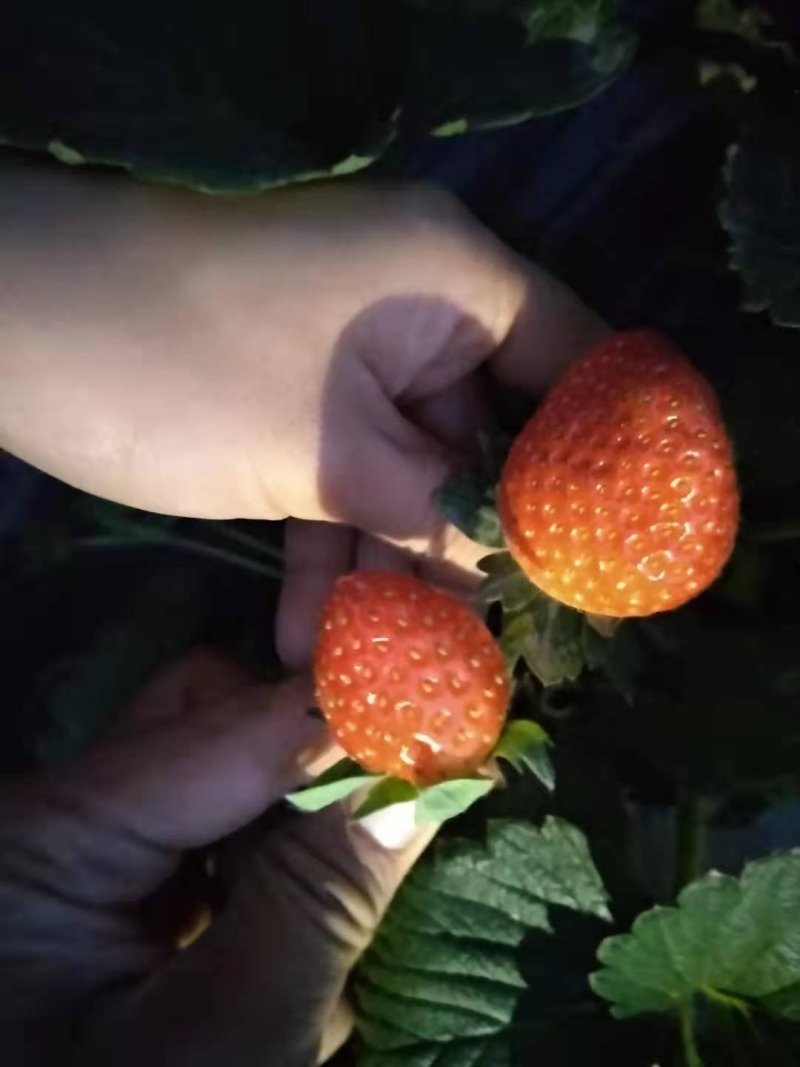 天仙醉草莓