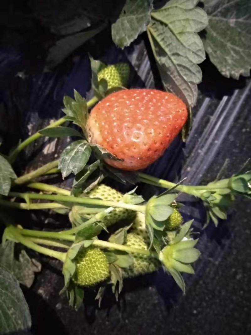 天仙醉草莓