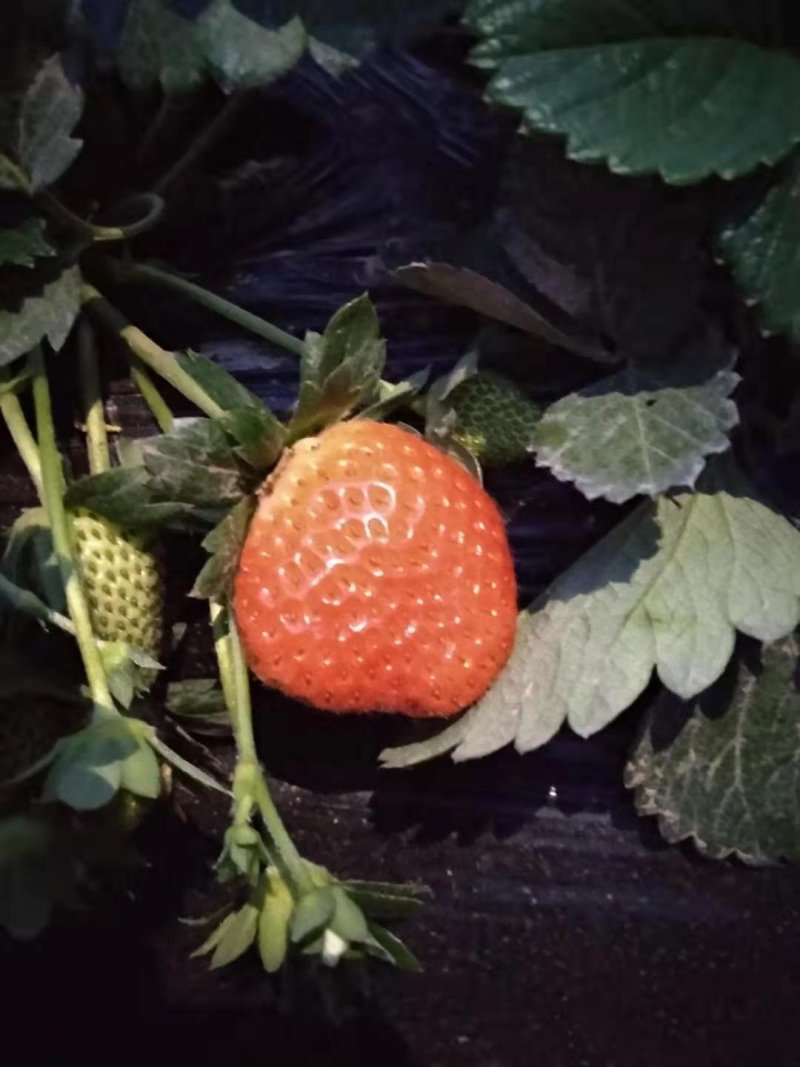 天仙醉草莓