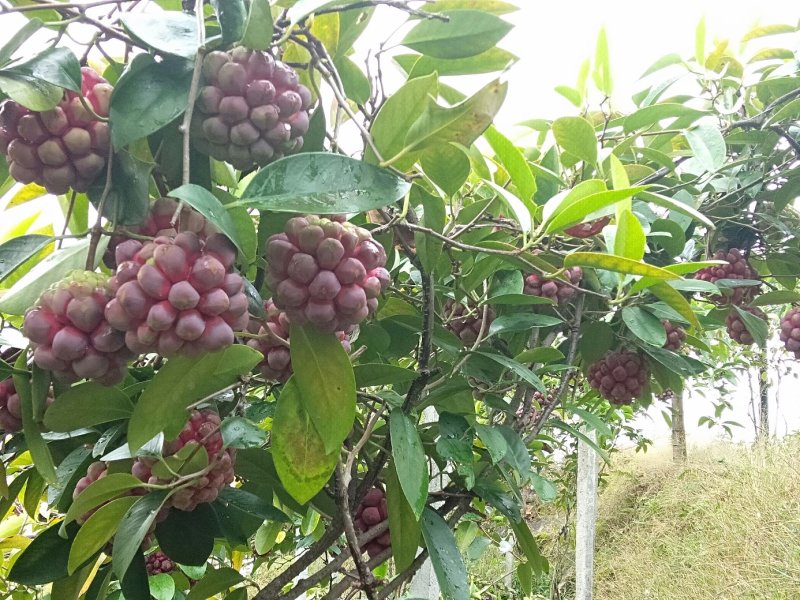 布福娜，黑老虎