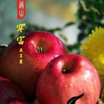 鸡冠山寒富士特色苹果