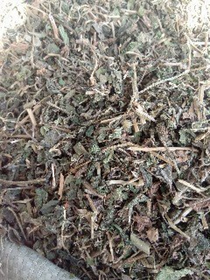 律草野生1公斤起批不包邮量大电议欢迎咨询各种中药材