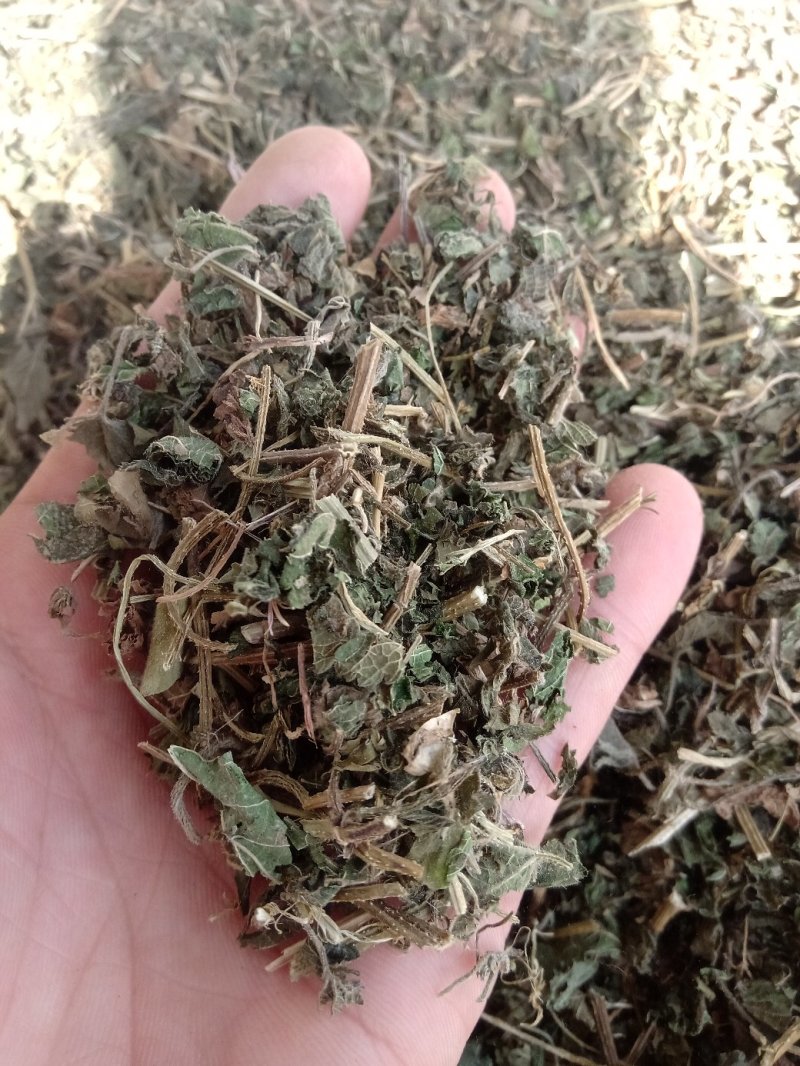 律草野生1公斤起批不包邮量大电议欢迎咨询各种中药材