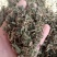 律草野生1公斤起批不包邮量大电议欢迎咨询各种中药材