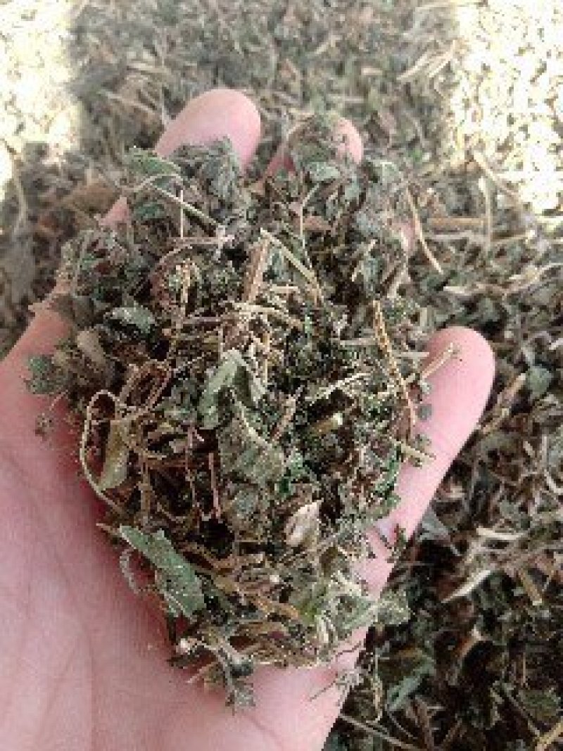 律草野生1公斤起批不包邮量大电议欢迎咨询各种中药材
