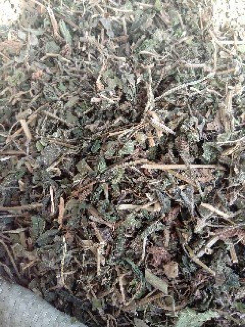 律草野生1公斤起批不包邮量大电议欢迎咨询各种中药材