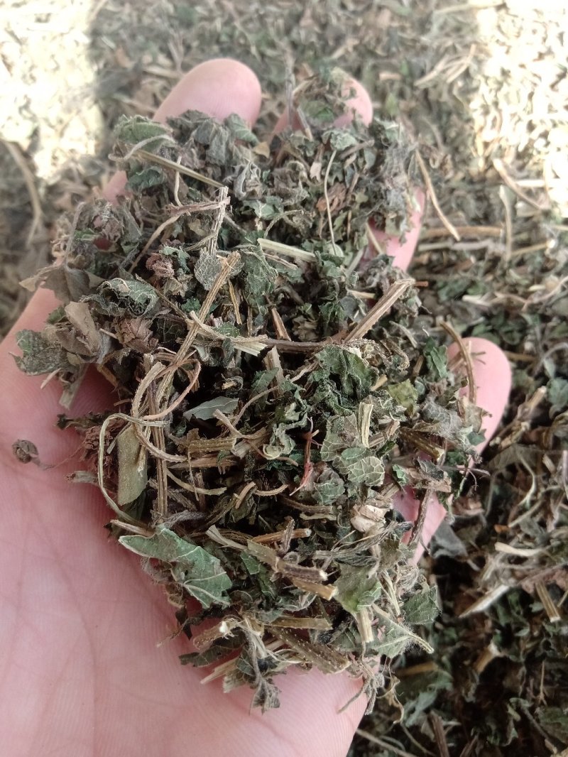 律草野生1公斤起批不包邮量大电议欢迎咨询各种中药材