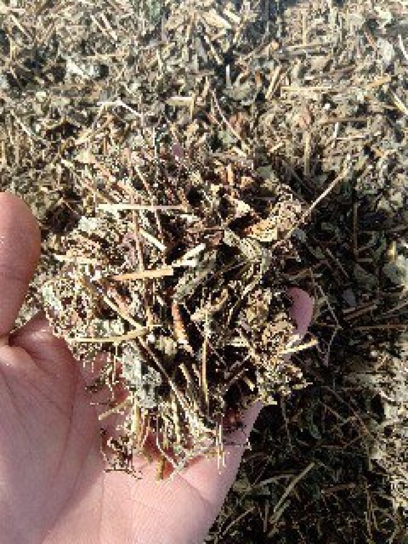 冬凌草野生1公斤起批不包邮量大电议欢迎咨询各种中药材