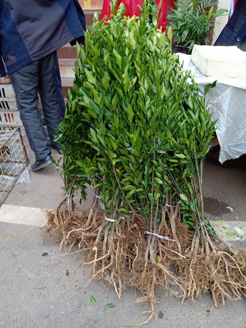 椪柑苗，柑橘苗，新品种无剌椪柑苗，果大味甜。