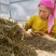 大雪山普洱茶