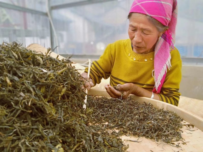 大雪山普洱茶