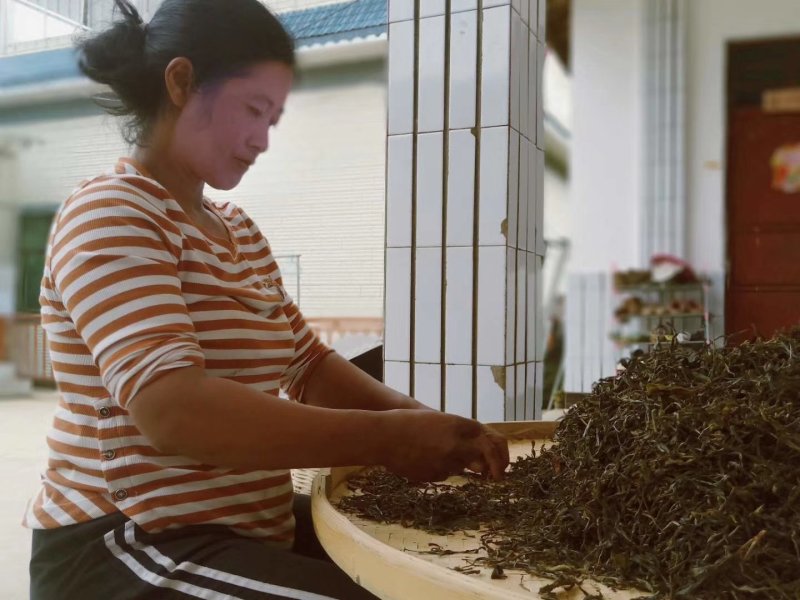 大雪山普洱茶