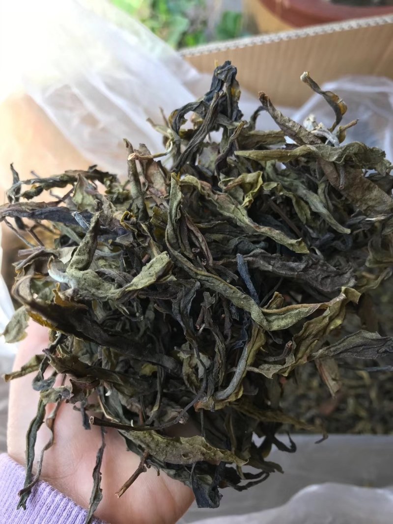 大雪山普洱茶