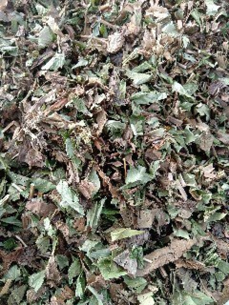 泽兰野生1公斤起批不包邮量大电议欢迎咨询各种中药材