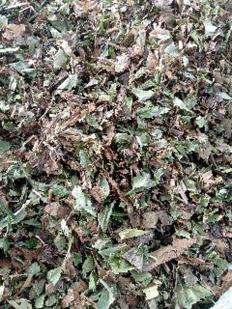 泽兰野生1公斤起批不包邮量大电议欢迎咨询各种中药材