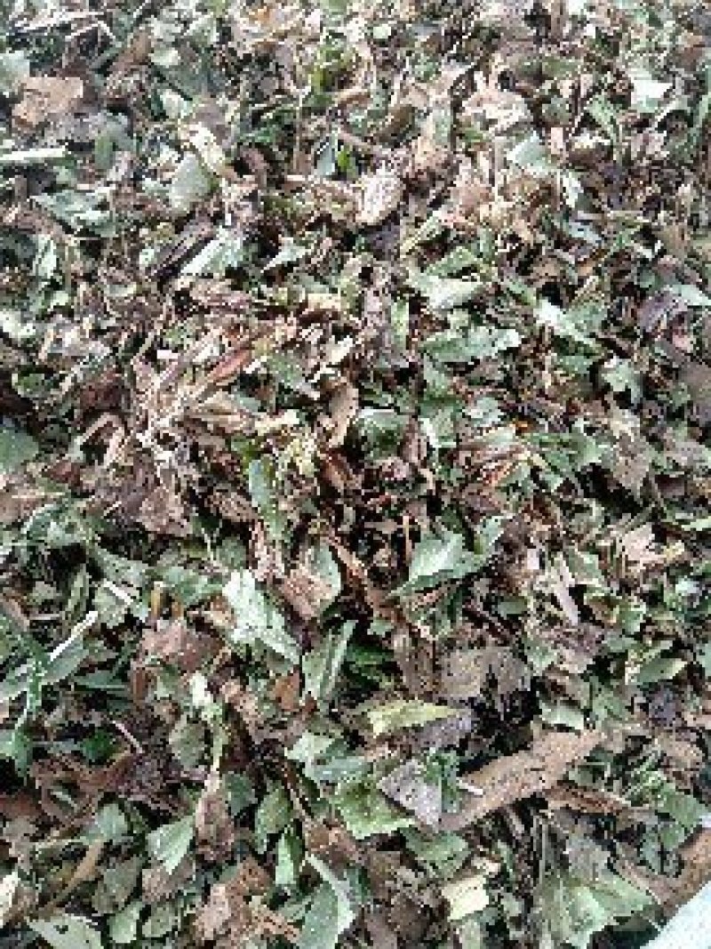 泽兰野生1公斤起批不包邮量大电议欢迎咨询各种中药材