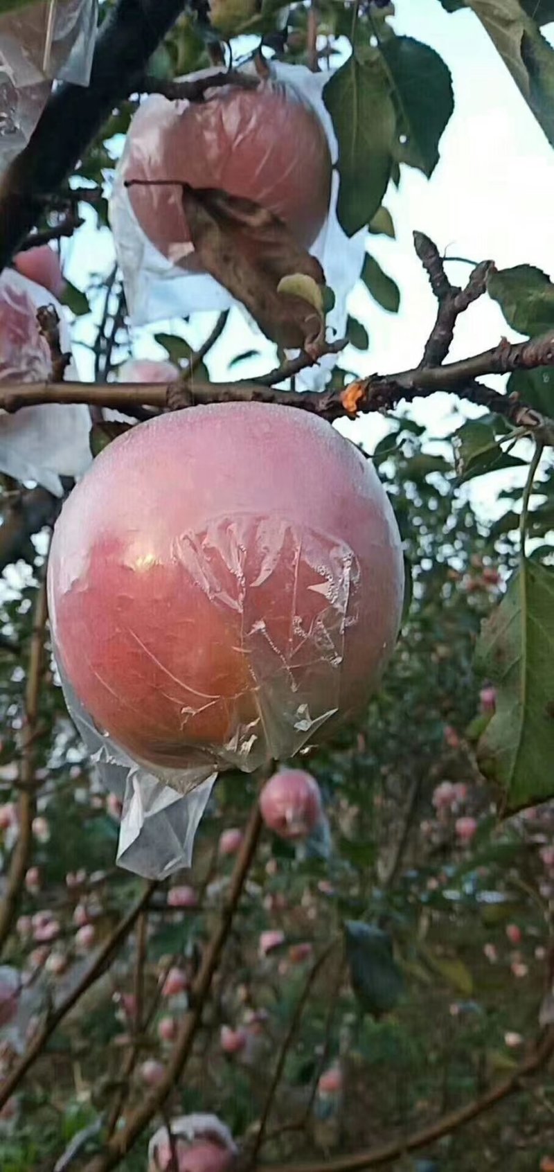富士苹果