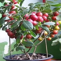 【包品种】山西钙果苗，盆栽钙果苗，规格齐全大量现货直发