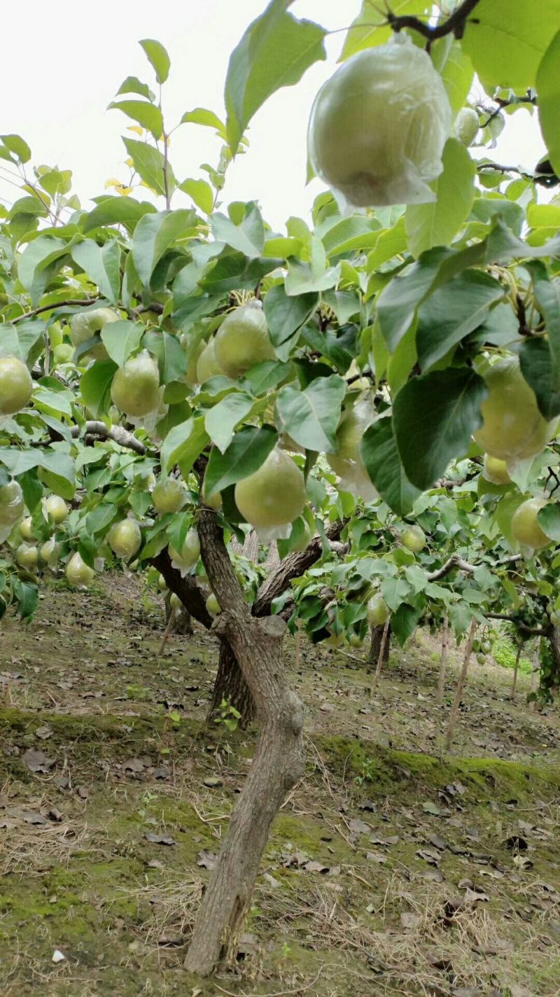 坤荣梨业-蒙特卡罗世界赌城官方网站-百度百科