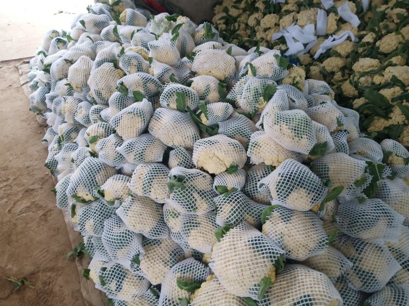 精品紧花2~3斤，长年供应基地货，价格美丽，货源稳定。