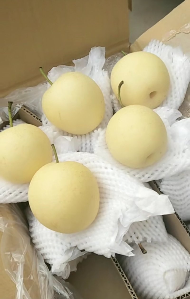 【一级】皇冠梨大量出库中型号齐全保质保量
