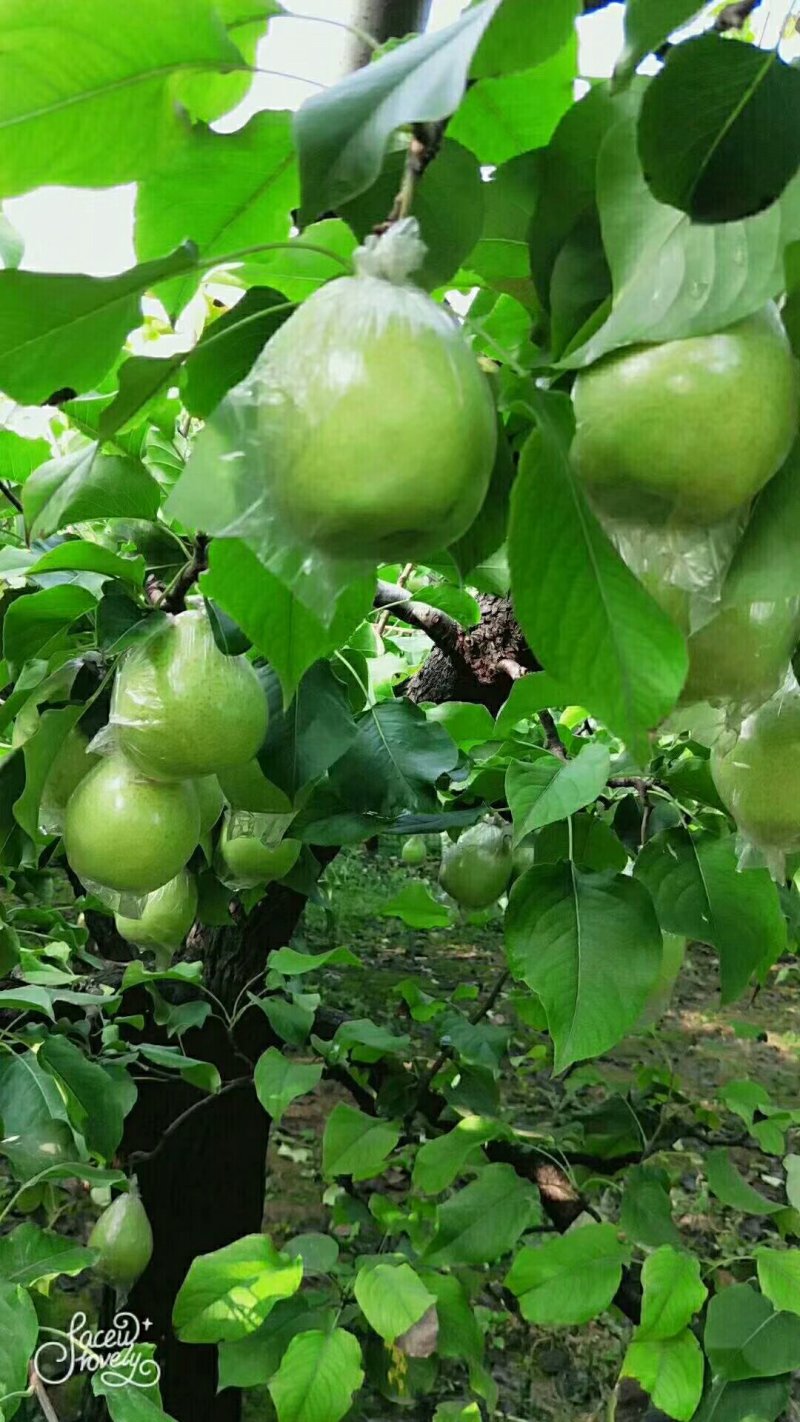 坤荣梨业有公司