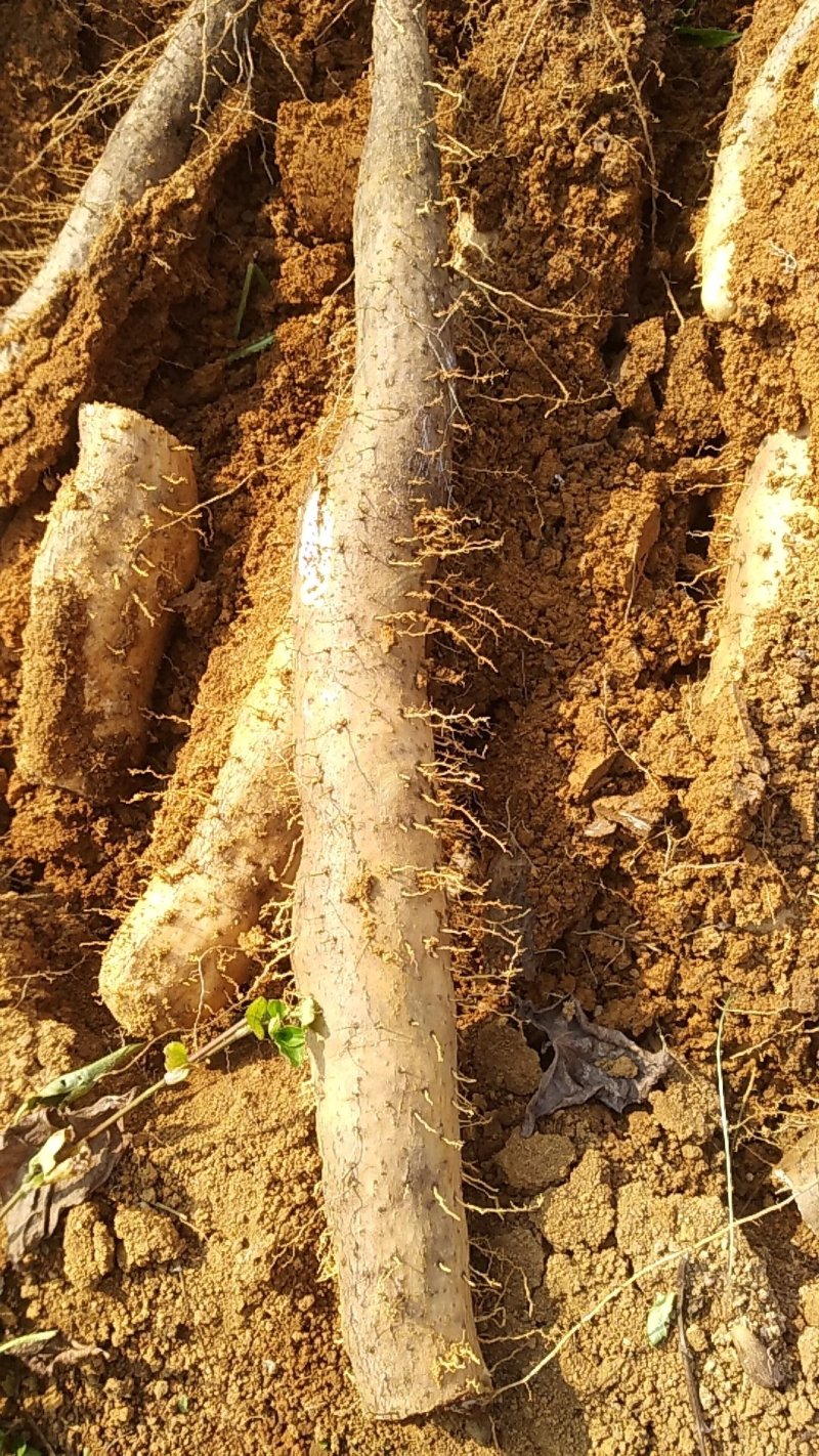山药白鬼山药产地一手货源可视频看货订货