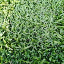 大叶油草皮，马尼拉草皮场地直销